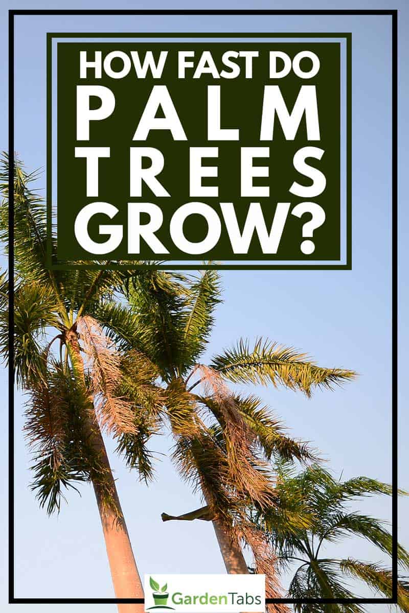 how fast do palm trees grow in texas PeachyKeen Online Diary Pictures