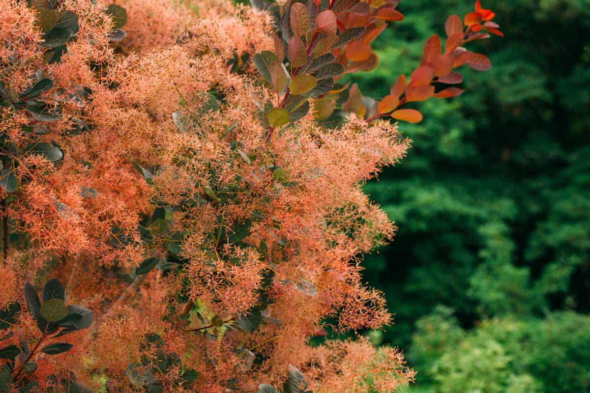 Royal Purple Smoke Tree