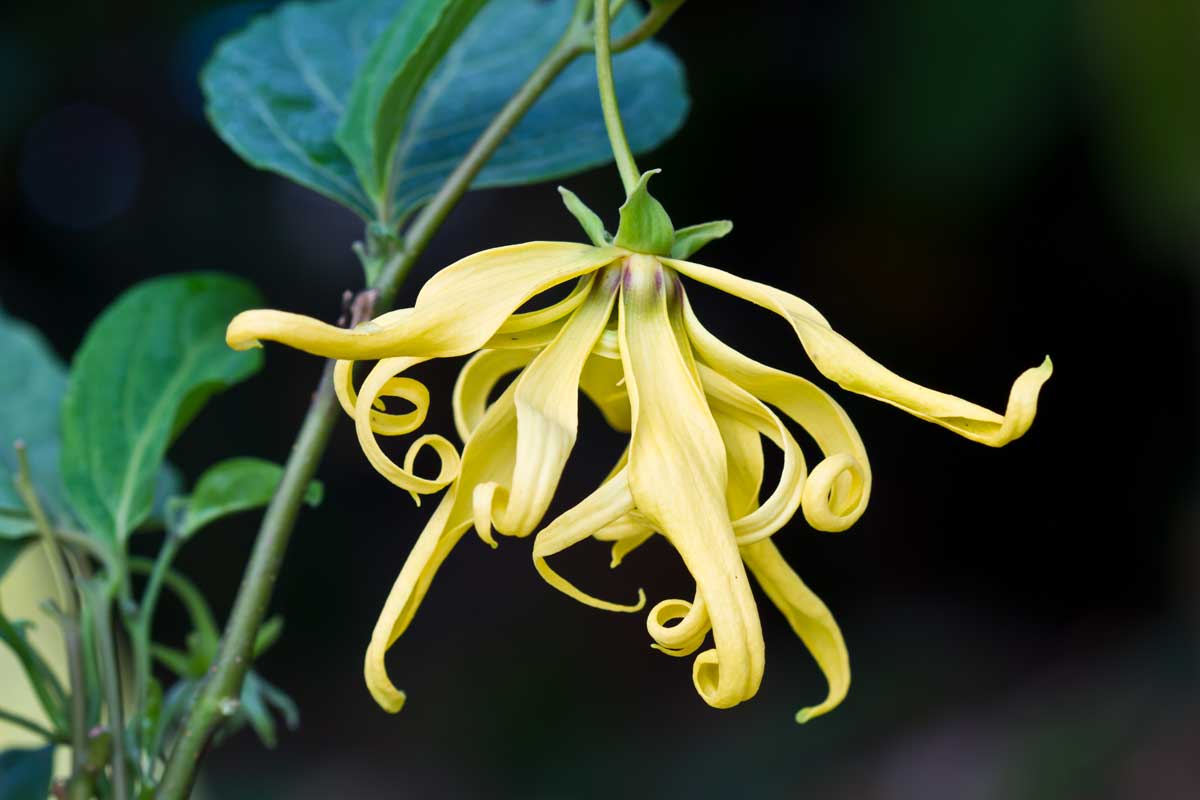 Close up Ylang-Ylang Flowers from the branch