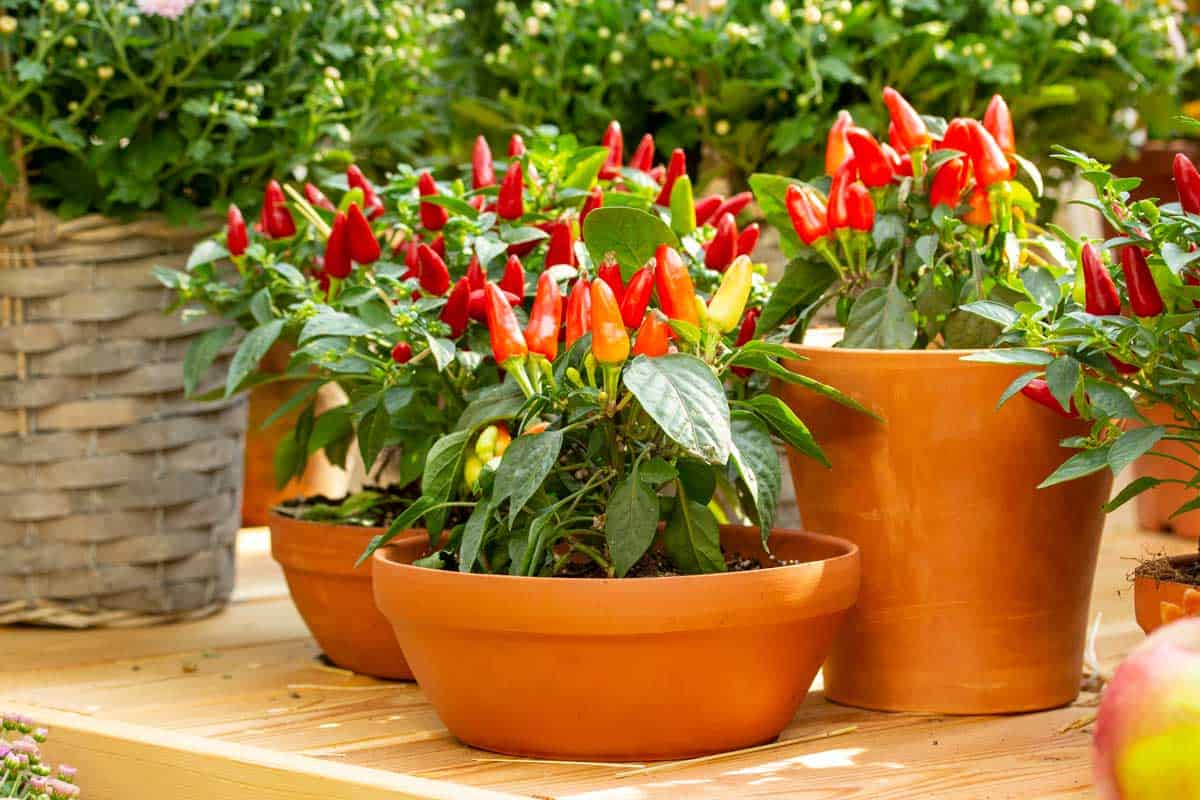 How To Grow Chilies In Pots Indoors