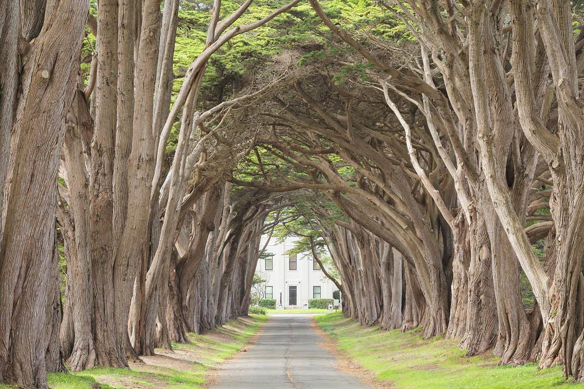 15 Trees For Wet Clay Soil That Are Great For Landscaping