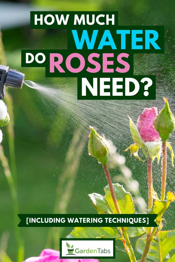 List Of 10+ How To Water Rose Bushes