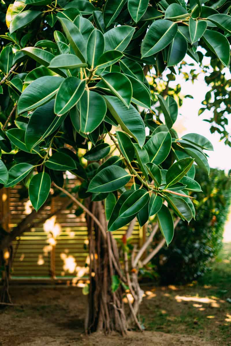 Can You Grow A Rubber Tree Outside? Garden Tabs