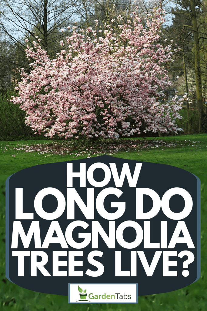 How Long Do Magnolia Trees Live?