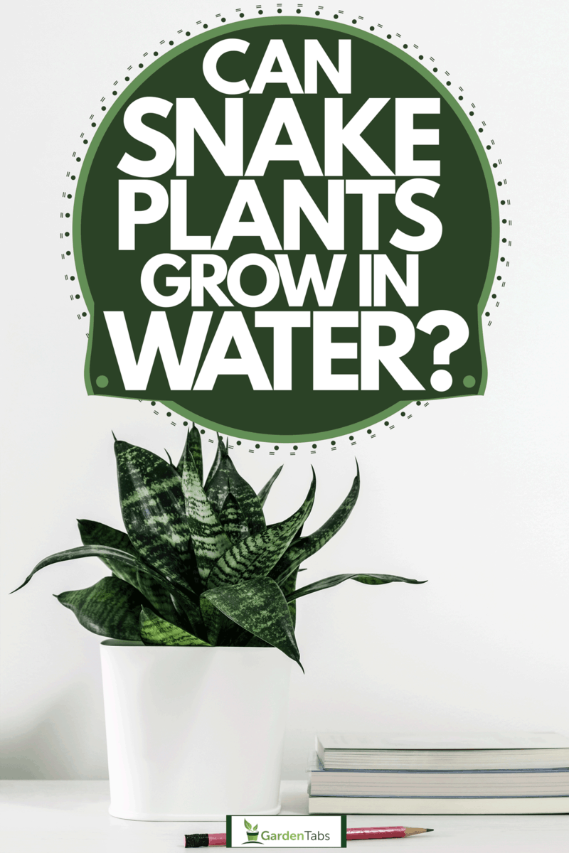 Can Snake Plants Grow In Water? Garden Tabs