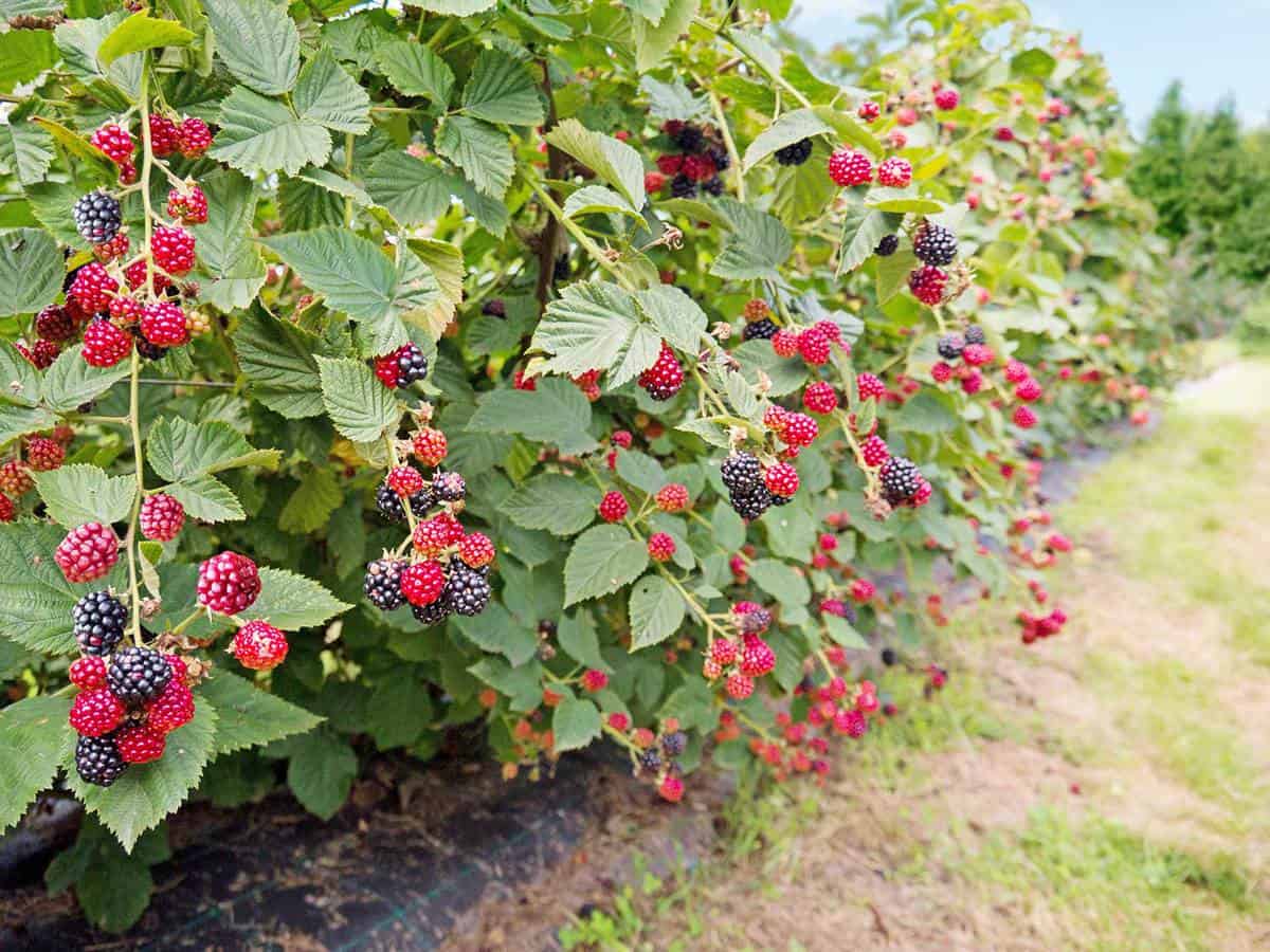 11 Best Fruit Trees To Grow In Texas