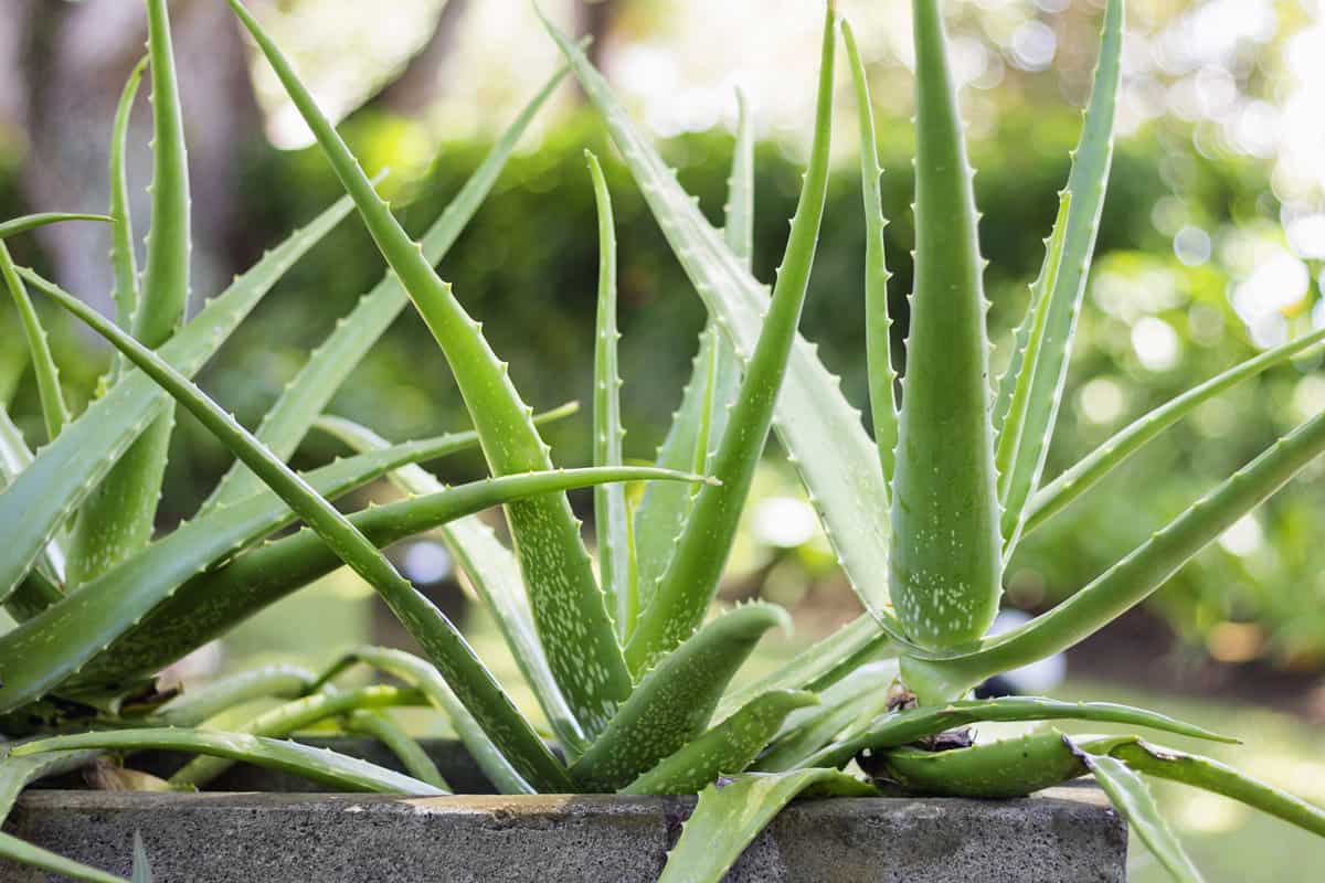 Aloe Vera growing in the garden
