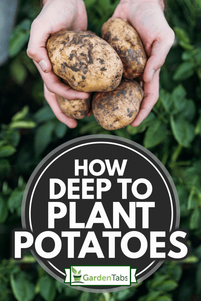 How Deep To Plant Potatoes