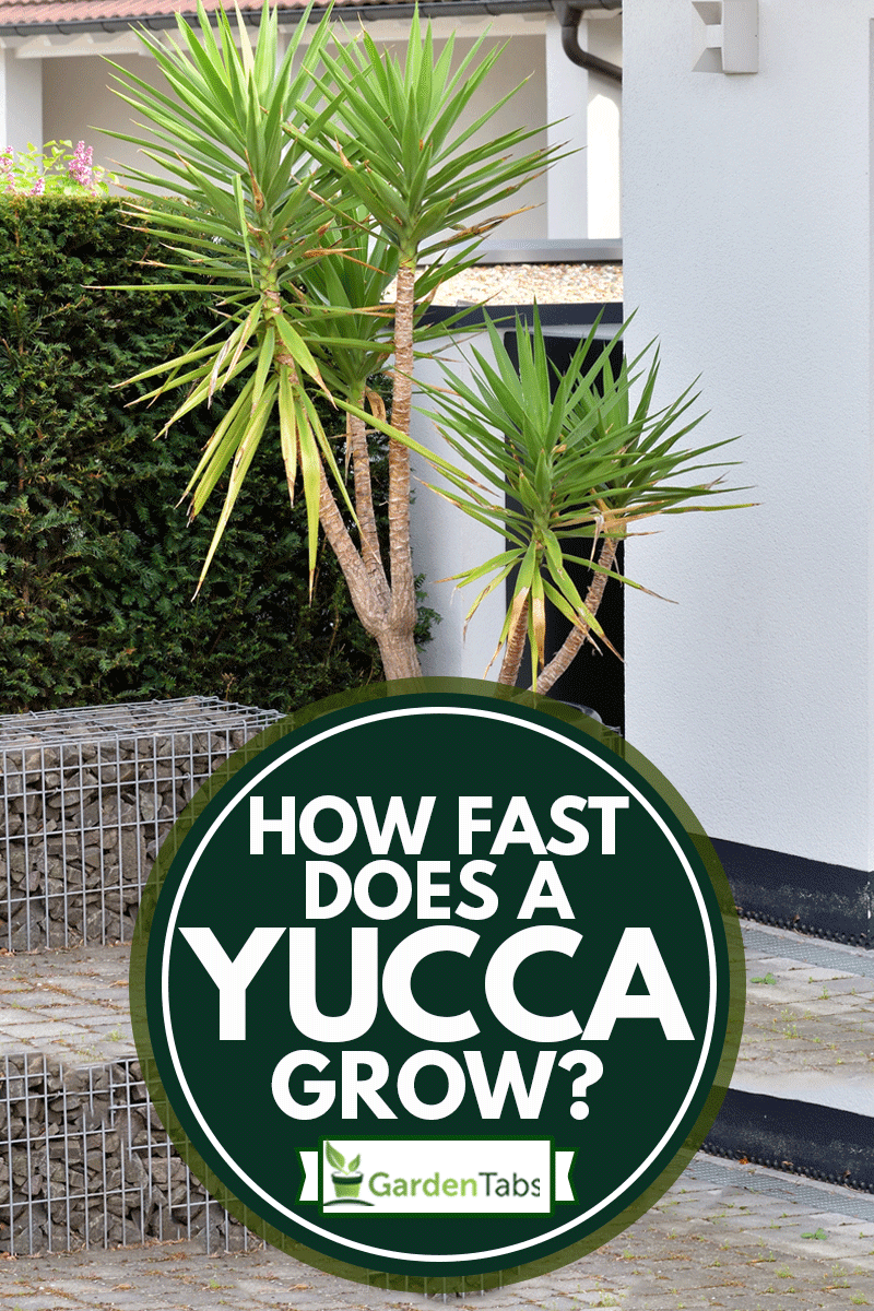 A large yucca plant in a large black pot stands next to a white garage door, How Fast Does A Yucca Grow?