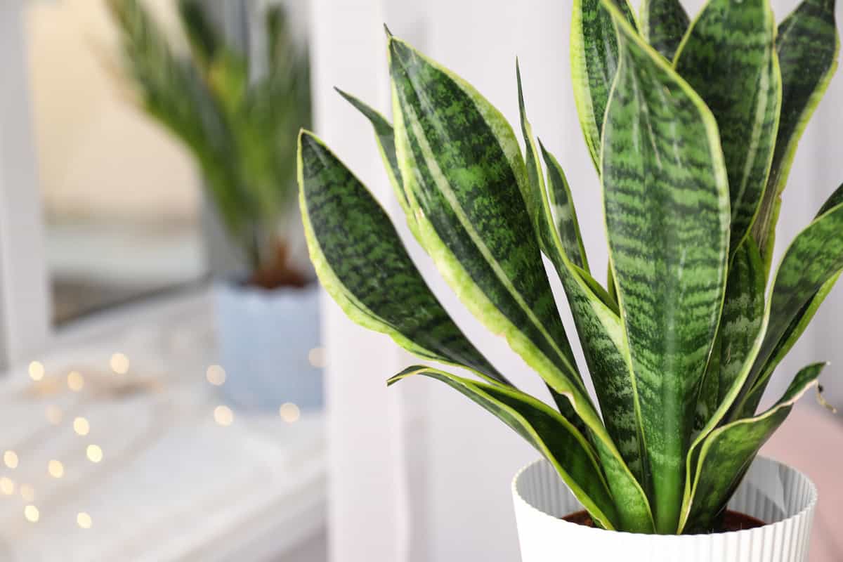 Snake plant
