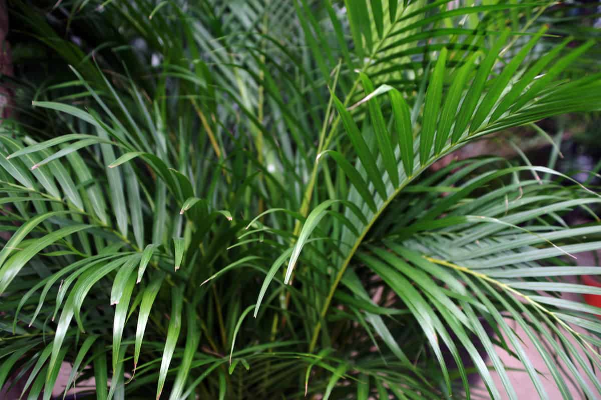 Spots On Areca Palm What To Do? [White, Brown And Black Spots