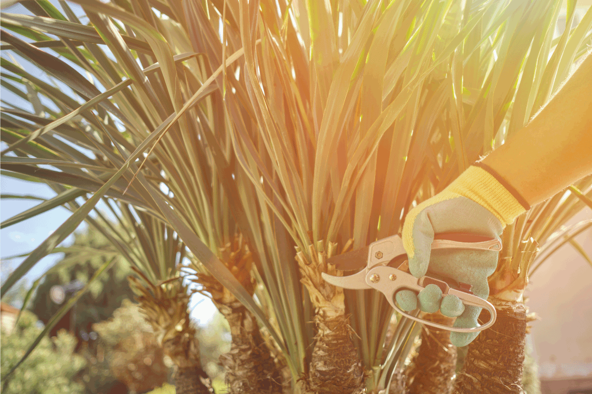How Much Water Does A Yucca Plant Need? Garden Tabs