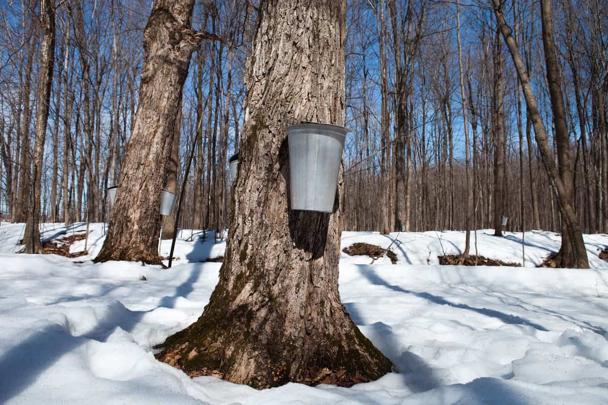 Does Maple Tree Sap Go Bad?