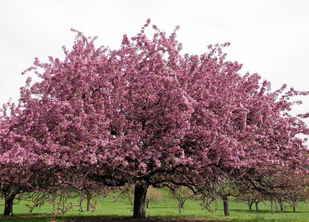 How Big Does A Crabapple Tree Get?