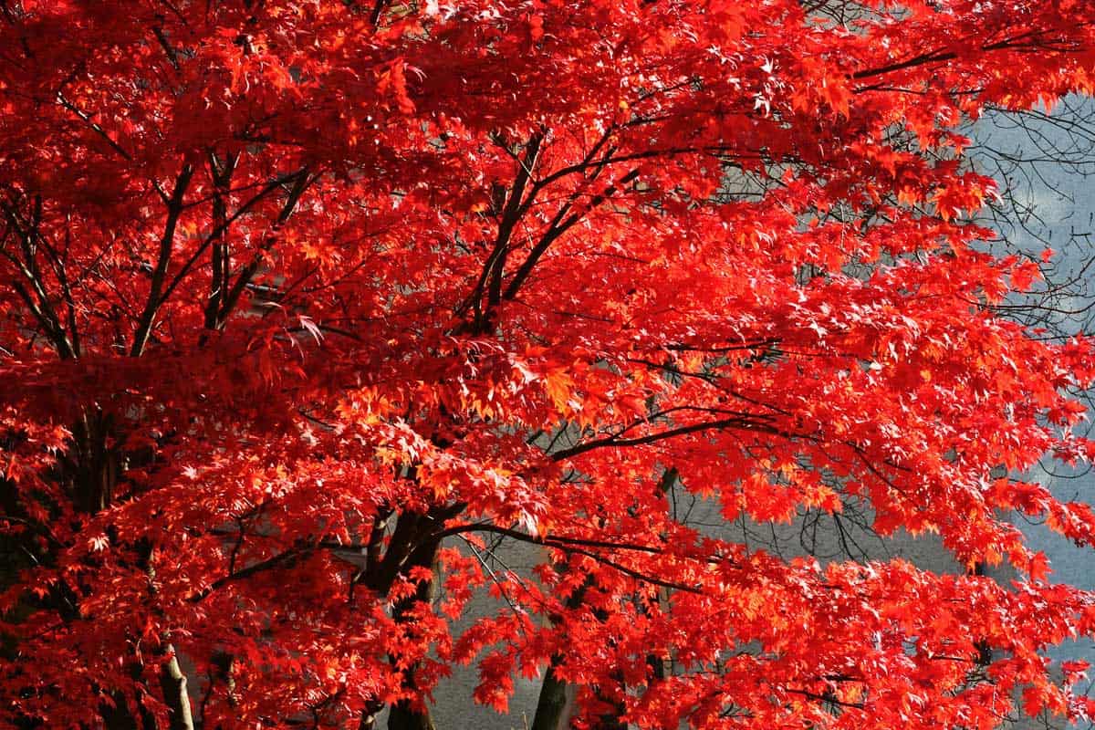 Do Maple Trees Need Full Sun? [By Type Of Maple]