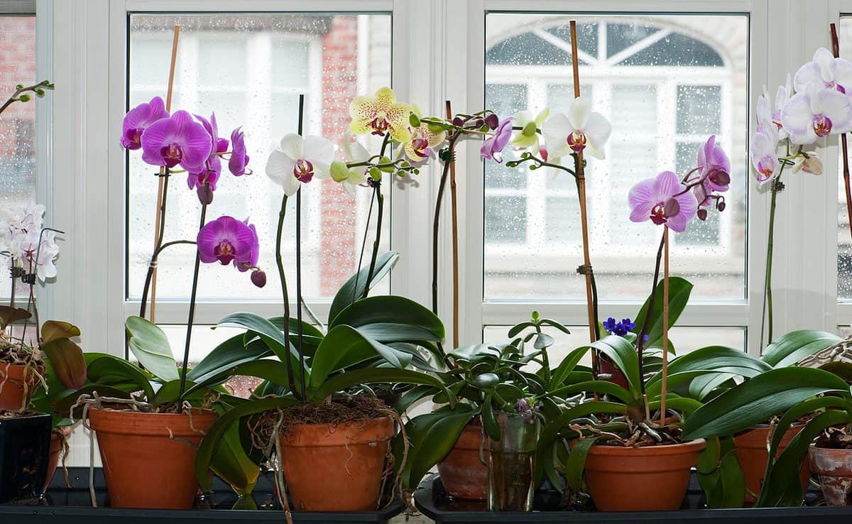 When To Repot And Transplant An Orchid [All You Ever Need To Know]