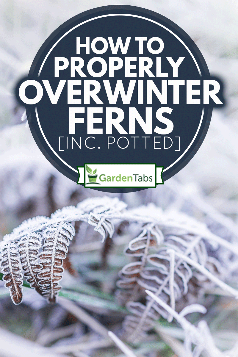 Macro closeup of frost ice crystals on brown fern branch leaves plant in morning snow, How To Properly Overwinter Ferns [Inc. Potted]