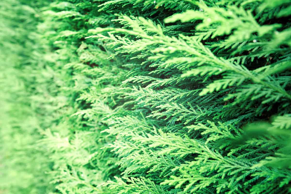 How Often To Water Emerald Green Arborvitae?