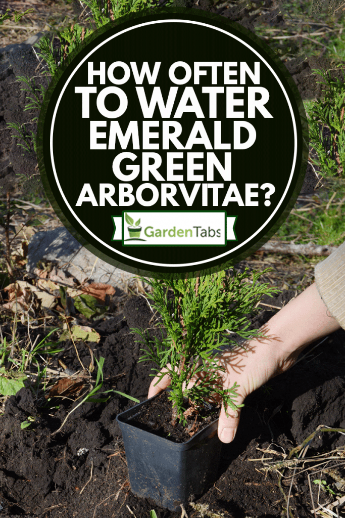 How Often To Water Emerald Green Arborvitae? Garden Tabs