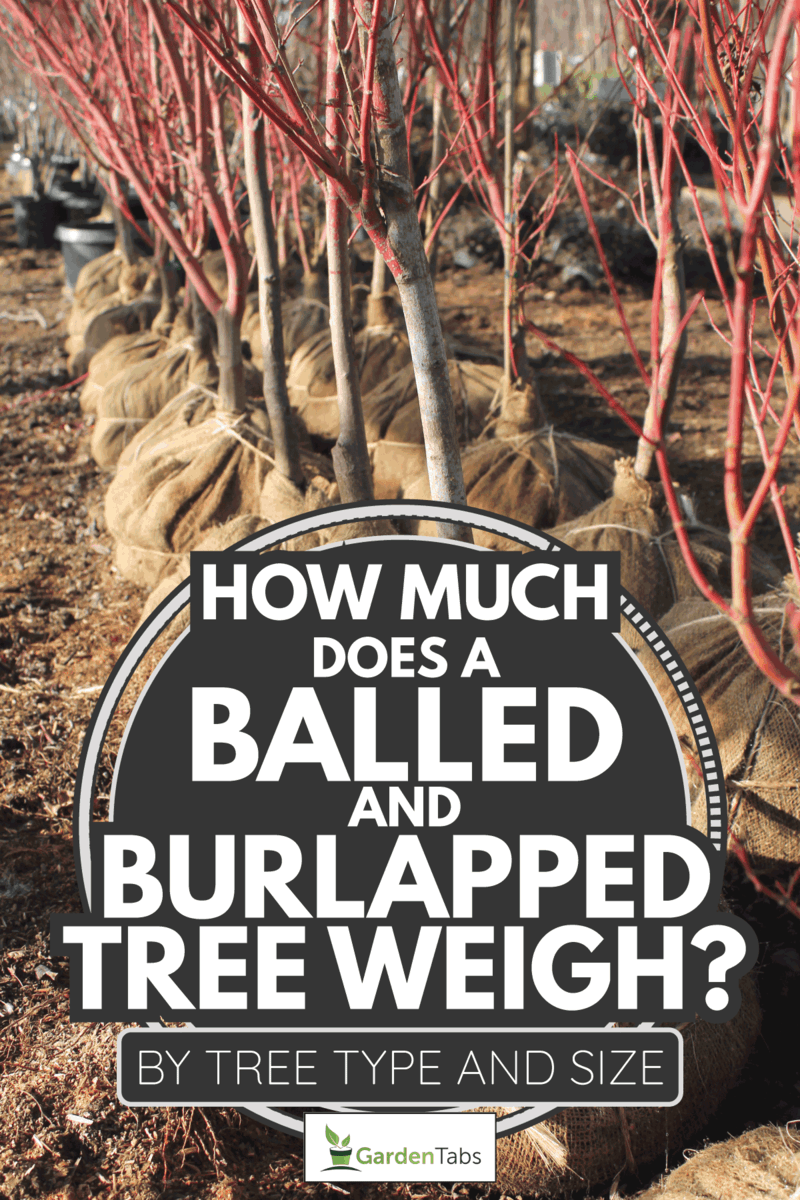 How Much Does A Balled And Burlapped Tree Weigh? [By Tree Type And Size]