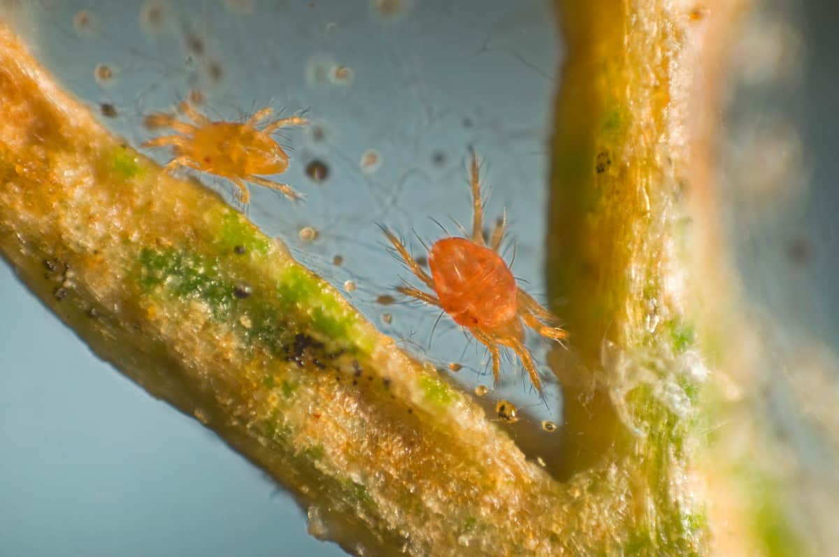 Are Red Spider Mites Harmful To Humans?
