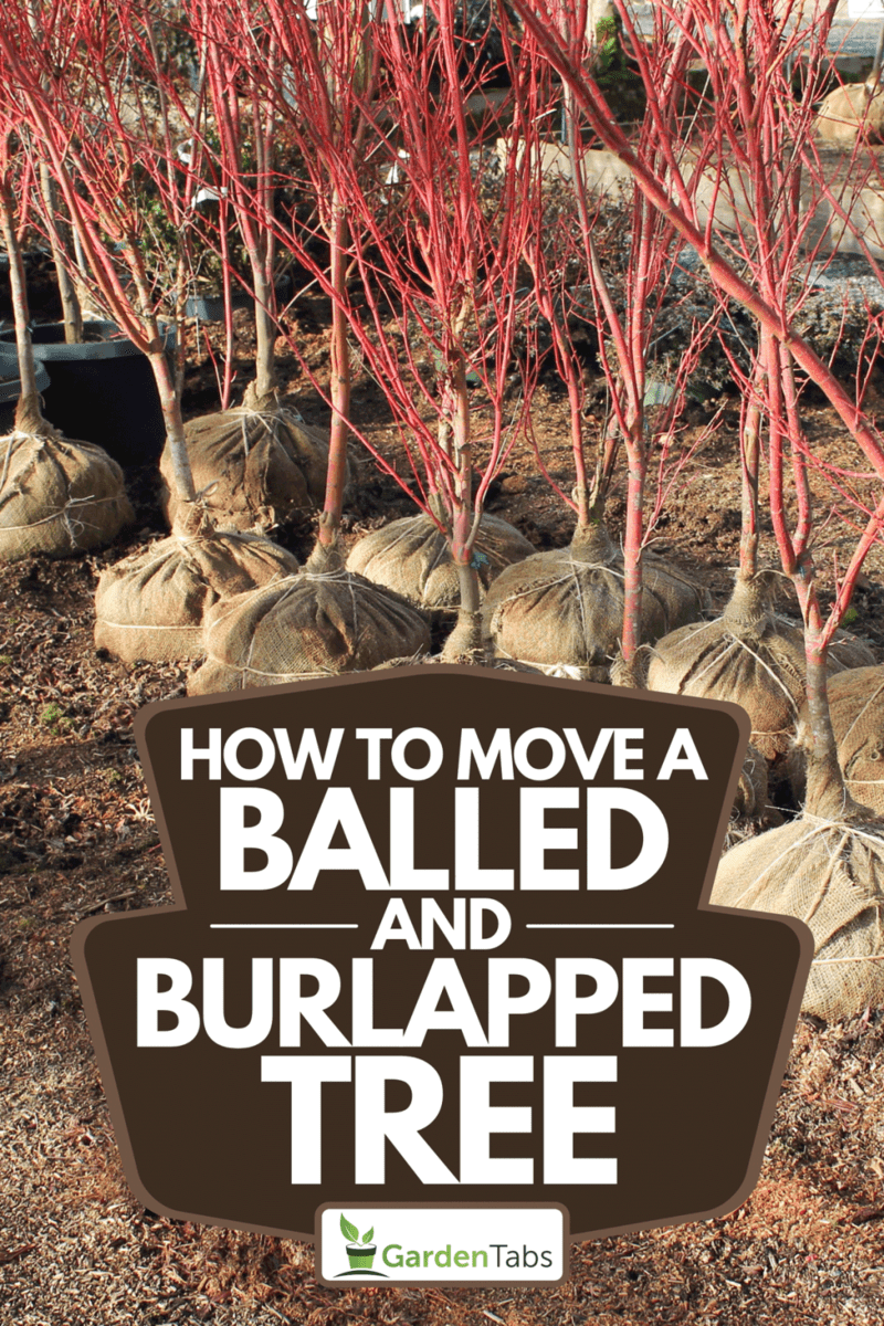 How To Move A Balled And Burlapped Tree
