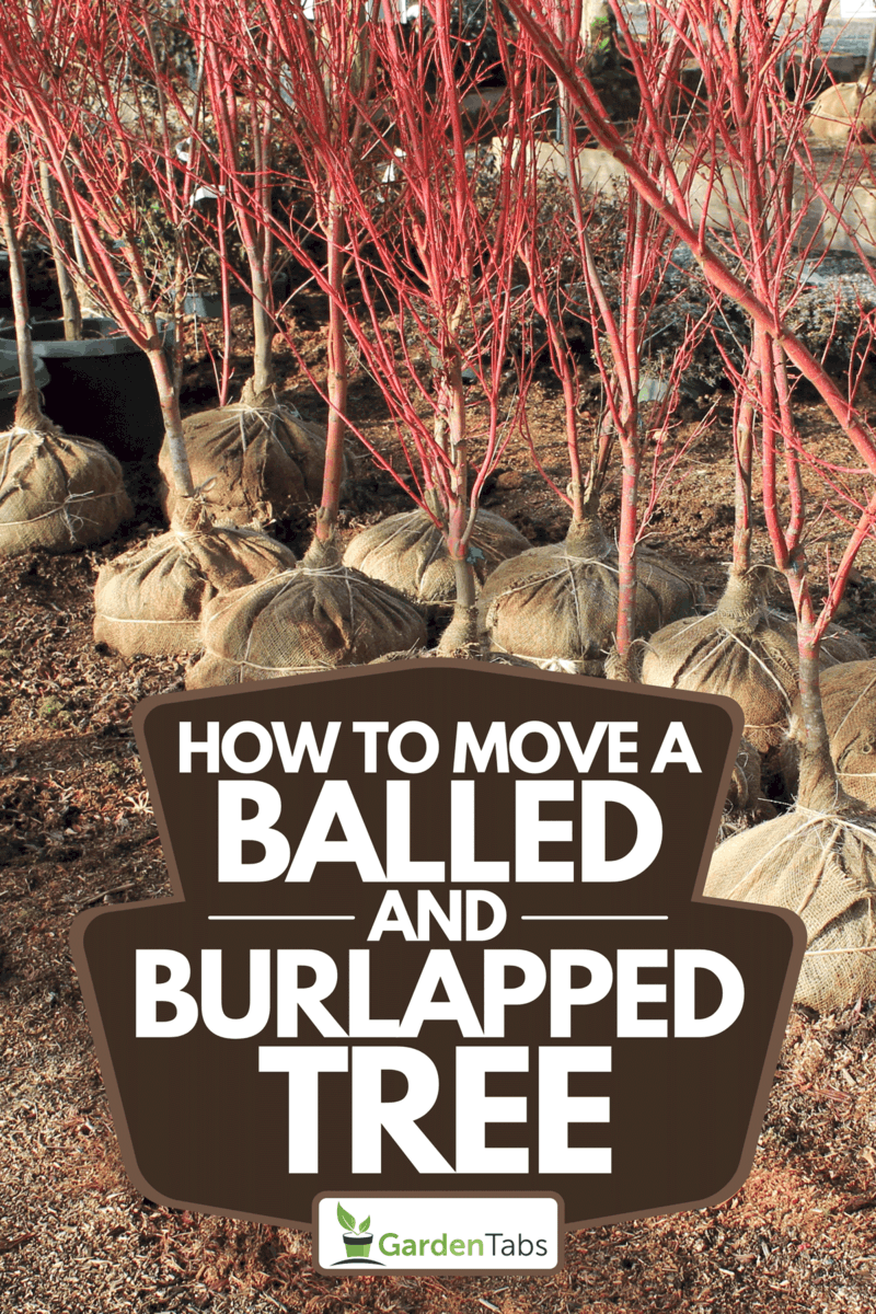 How To Move A Balled And Burlapped Tree