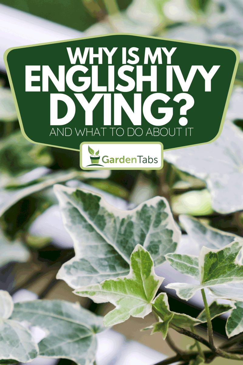 Why Is My English Ivy Dying? [And What To Do About It]