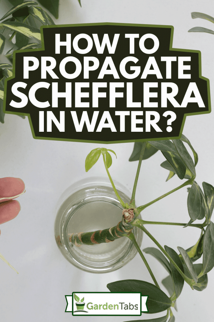 How To Propagate Schefflera In Water