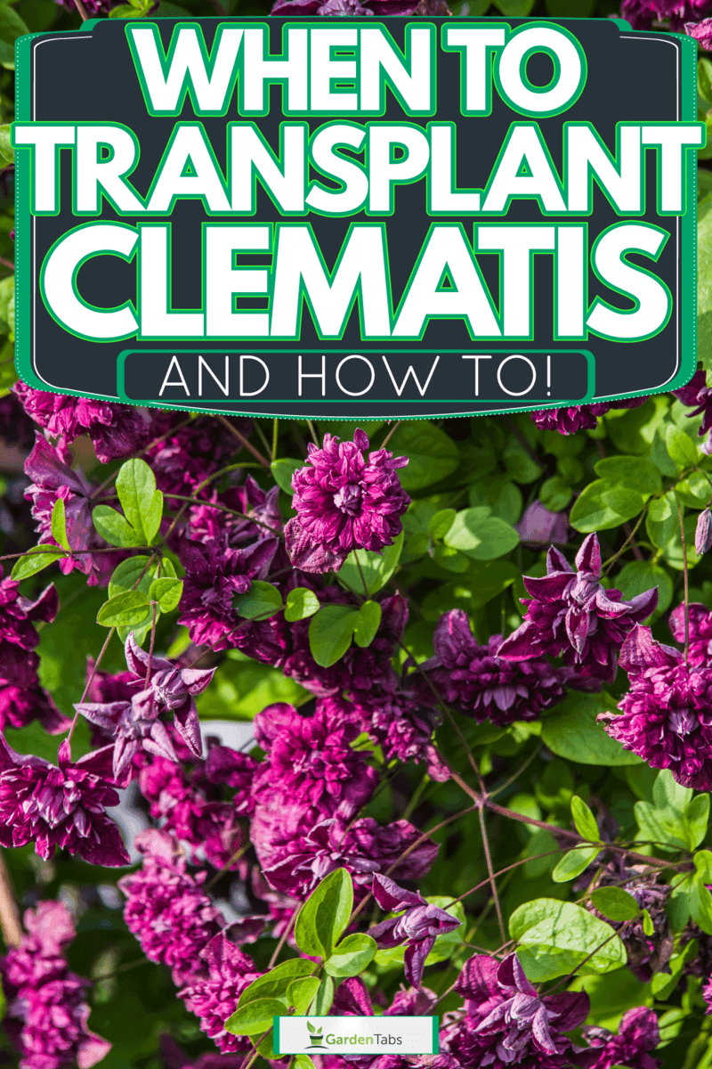When To Transplant Clematis—And How To