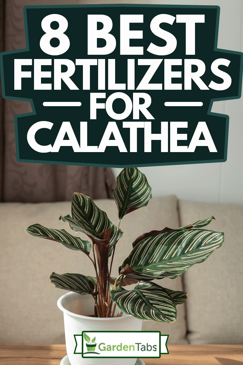 8 Best Fertilizers For Calathea, Pin-Stripe Calathea is houseplant grown in condo &rsquo;s living room