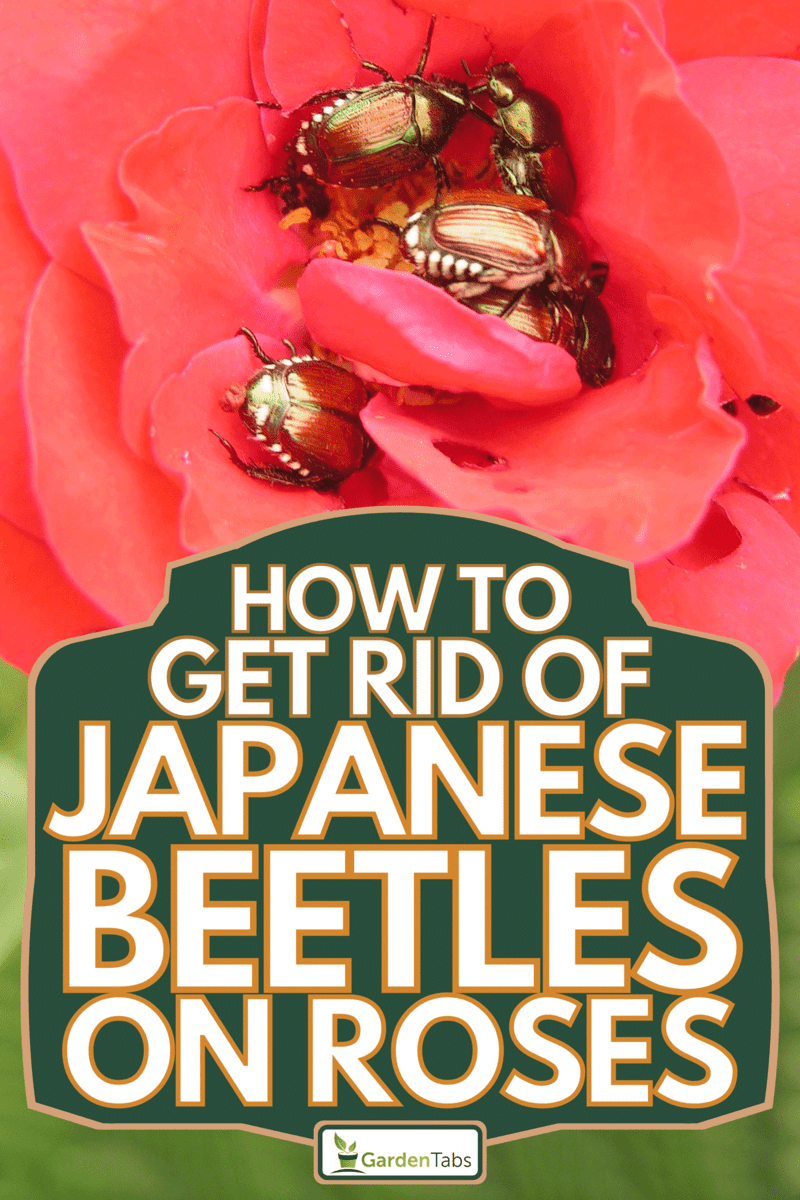 How To Get Rid Of Japanese Beetles On Roses