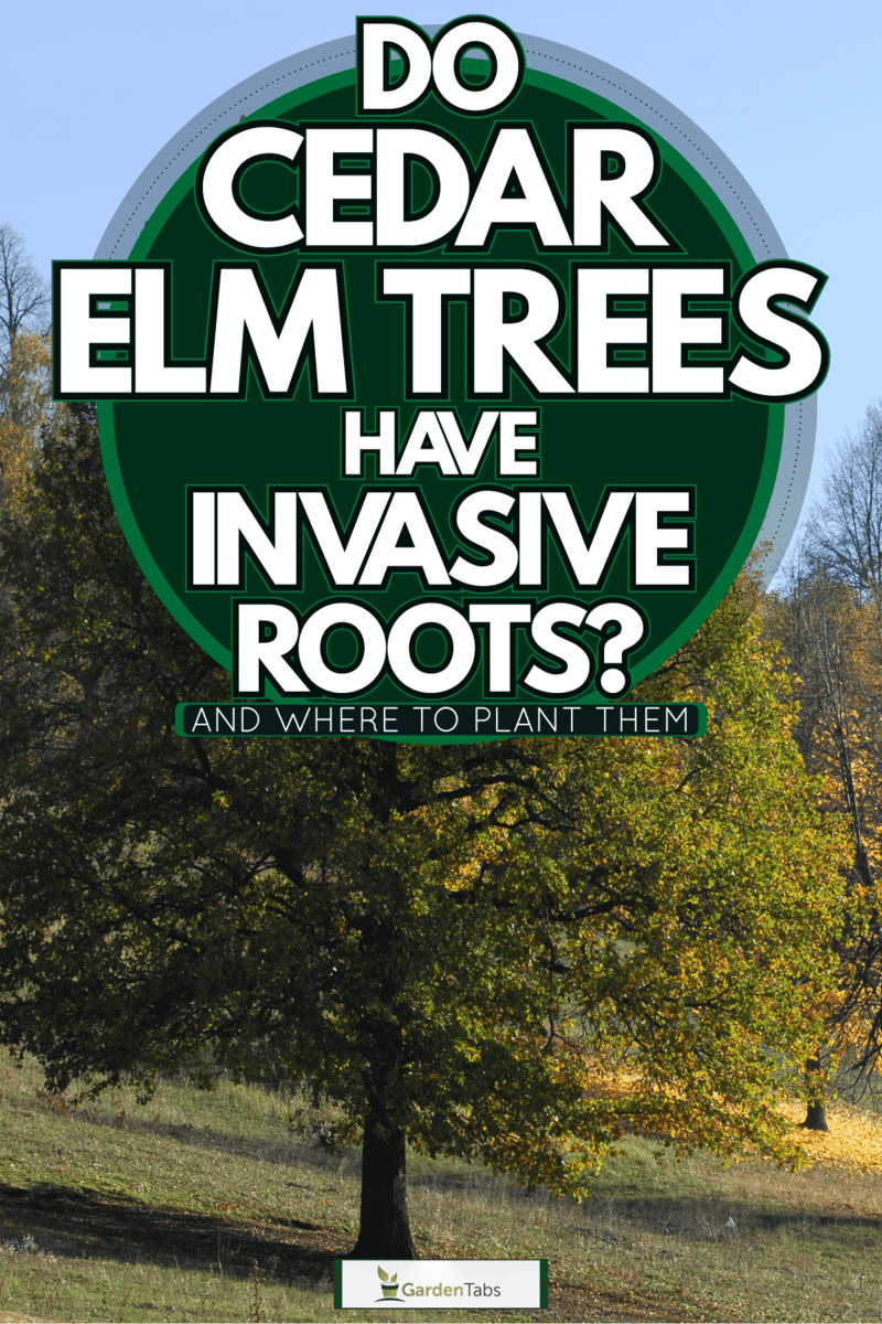 Do Cedar Elm Trees Have Invasive Roots? [And Where To Plant Them]