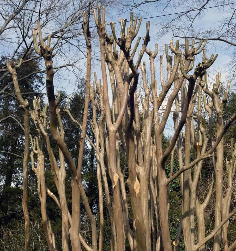 How Far Do Crepe Myrtle Roots Spread? [And How Deep]
