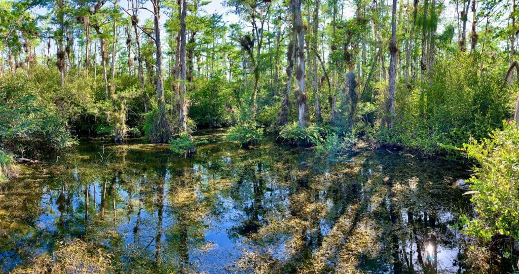 Panoramic view of cypress swamp.