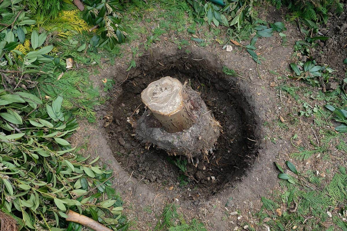 How Far Do Crepe Myrtle Roots Spread? [And How Deep]