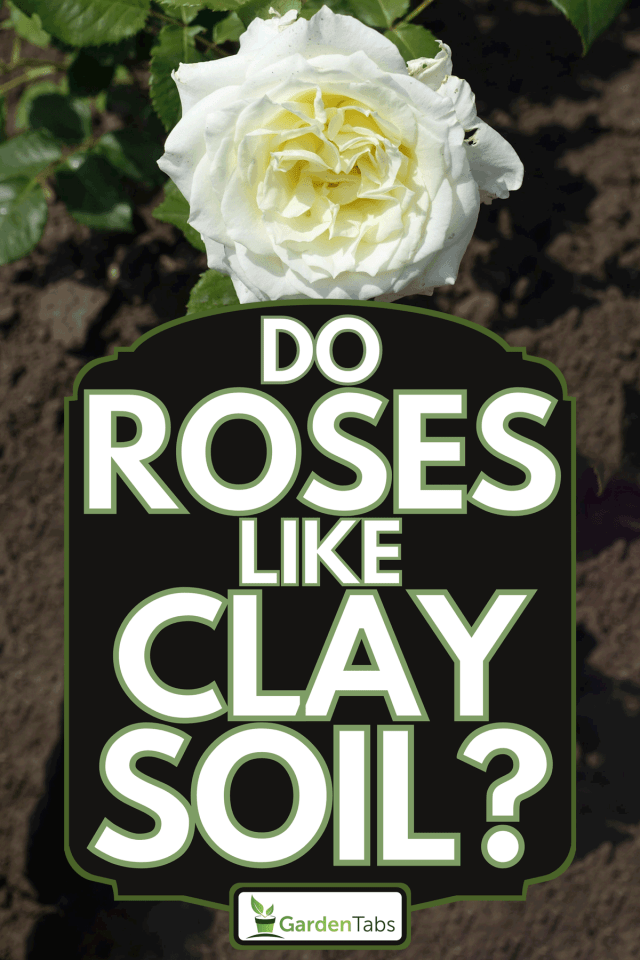 Do Roses Like Clay Soil?