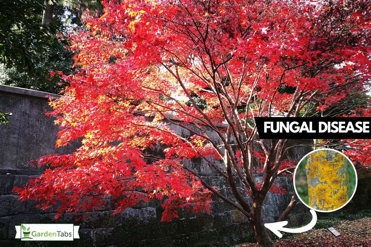 Why Is My Japanese Maple Dying? [And How To Save It]