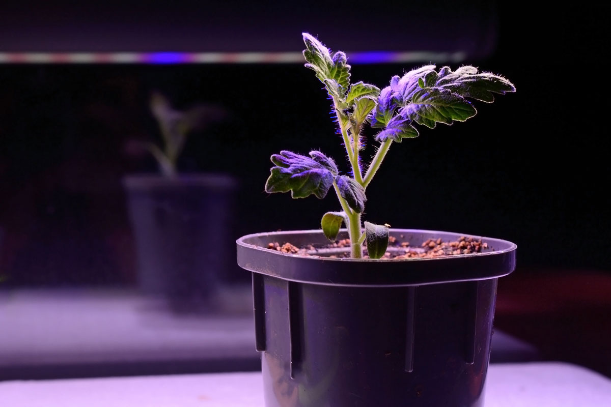 a small sprout in a pot under the light of a phytolamp