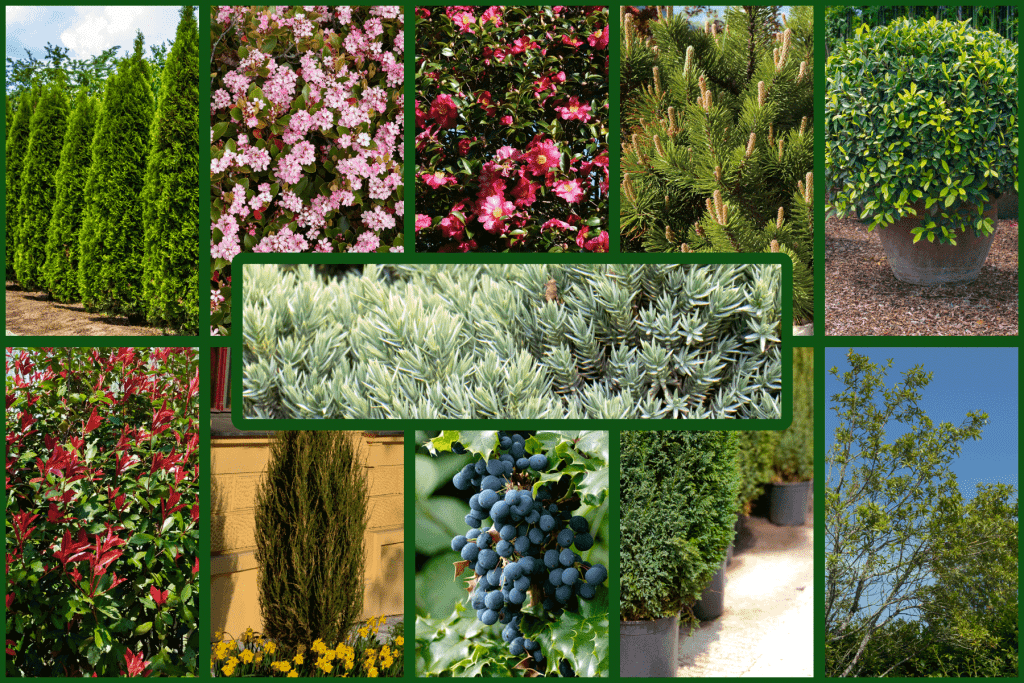 11 Evergreen Shrubs With Non Invasive Roots