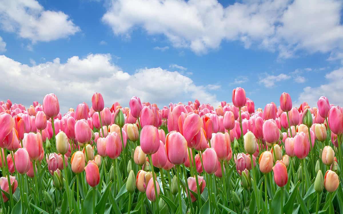 A field of pink tulips