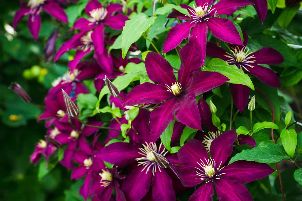 Blooming clematis “Niobe” in the garden. Shallow depth of field.