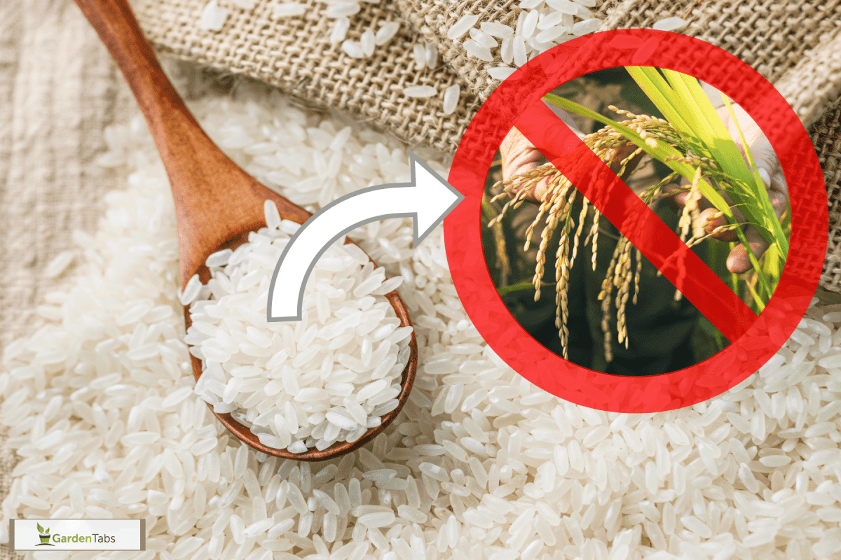Can You Grow Rice From StoreBought Rice?