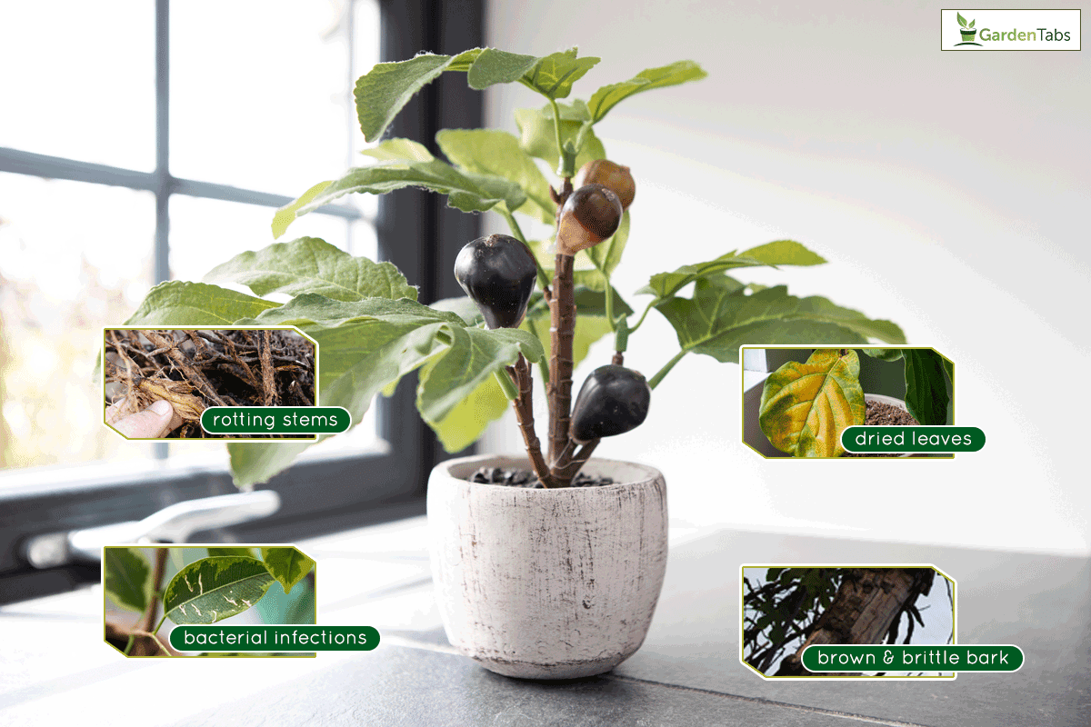 How To Tell If A Fig Tree Is Dead