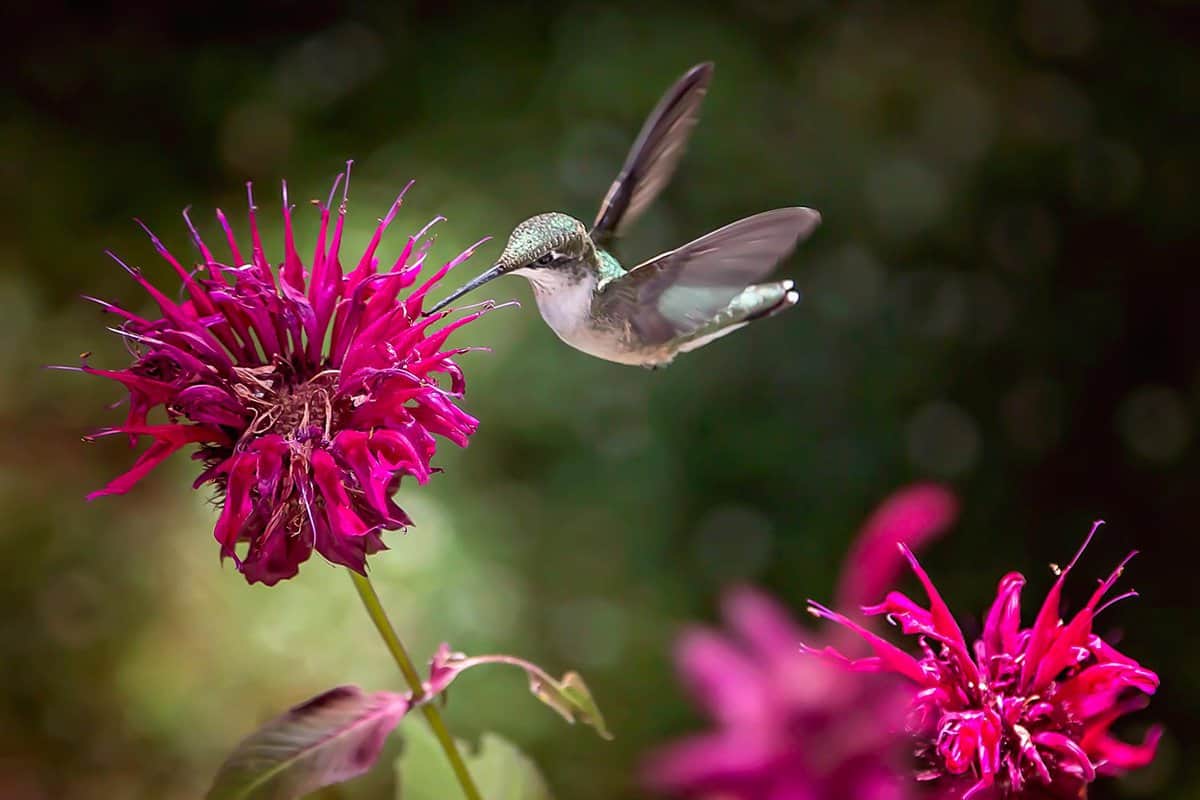 Hummingbird in flight feeding on bee balm