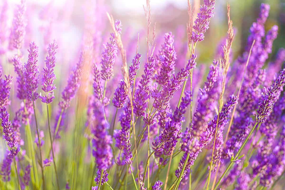 Lavender field
