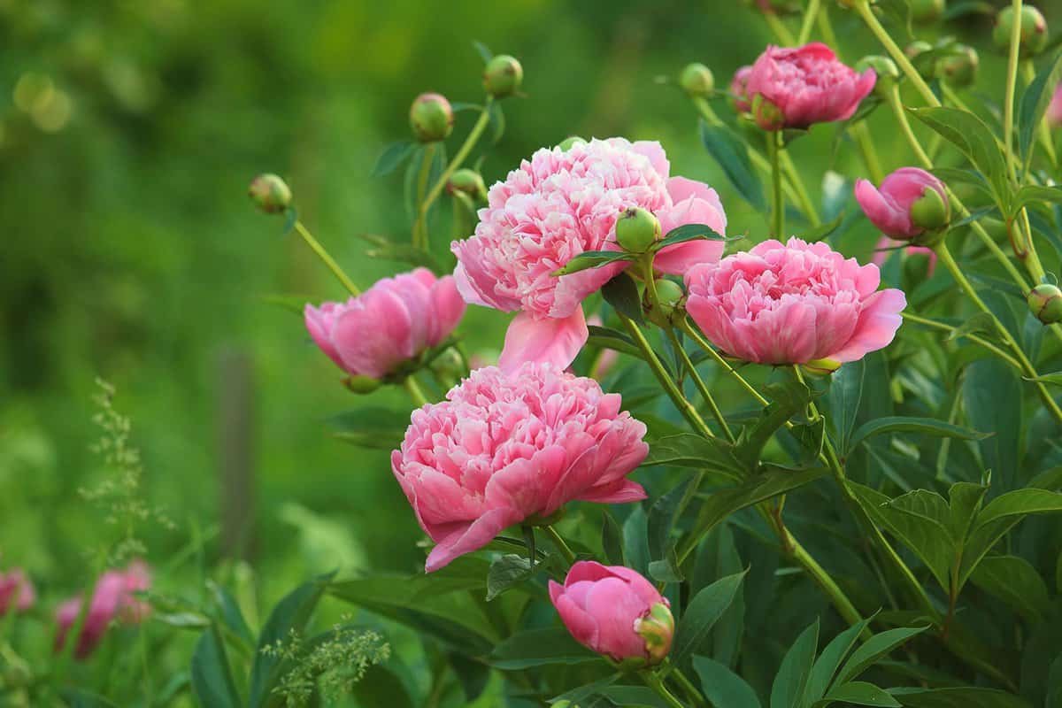 Pink peonies in open field