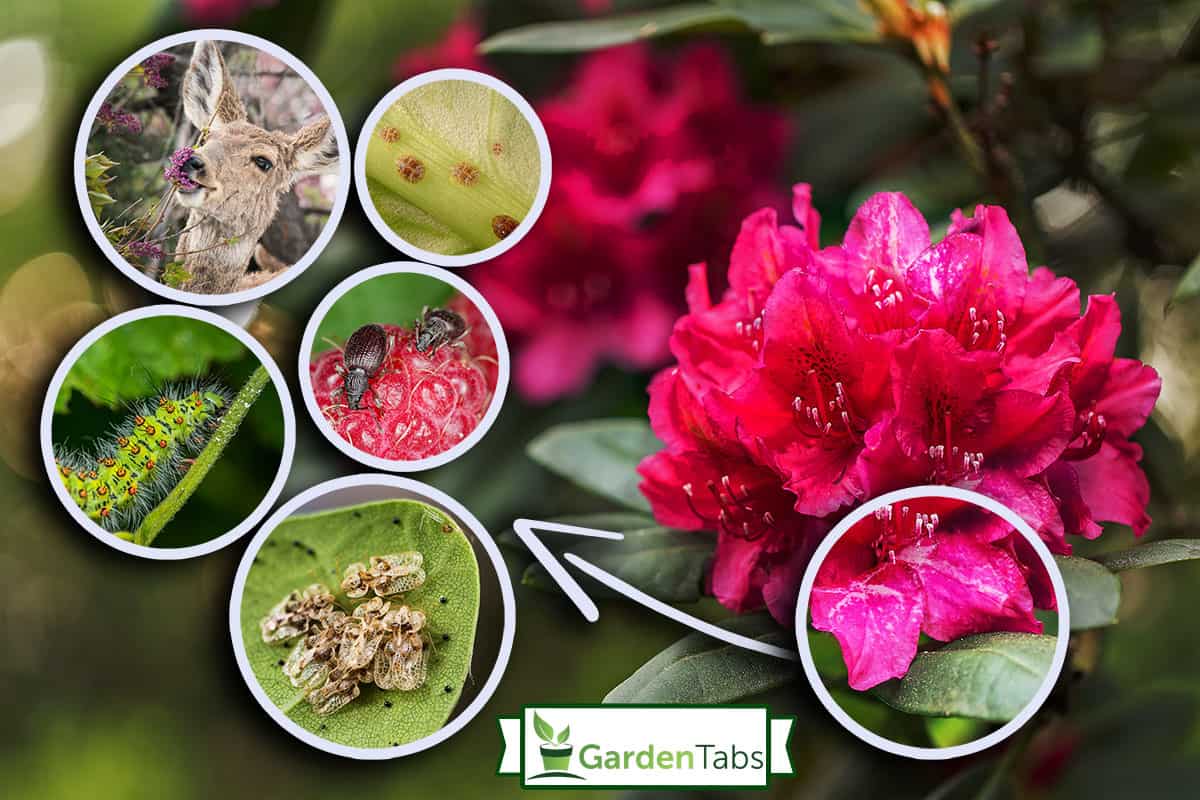 What Is Eating My Rhododendrons? 9 Pests To Consider
