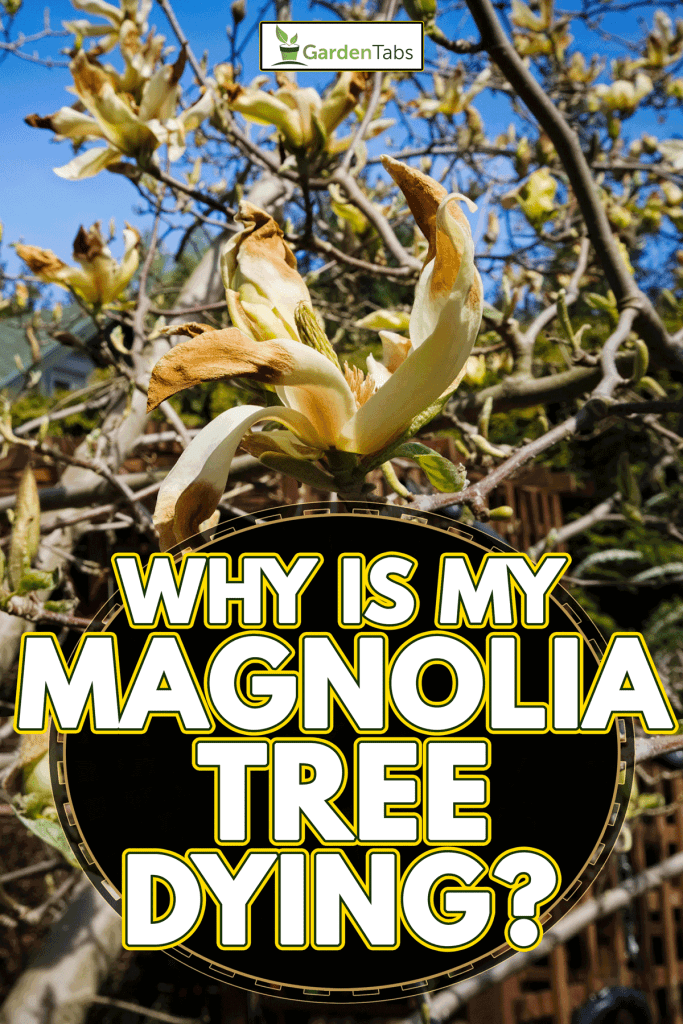 Why Are The Leaves On My Magnolia Tree Drooping at Kyle Porter blog