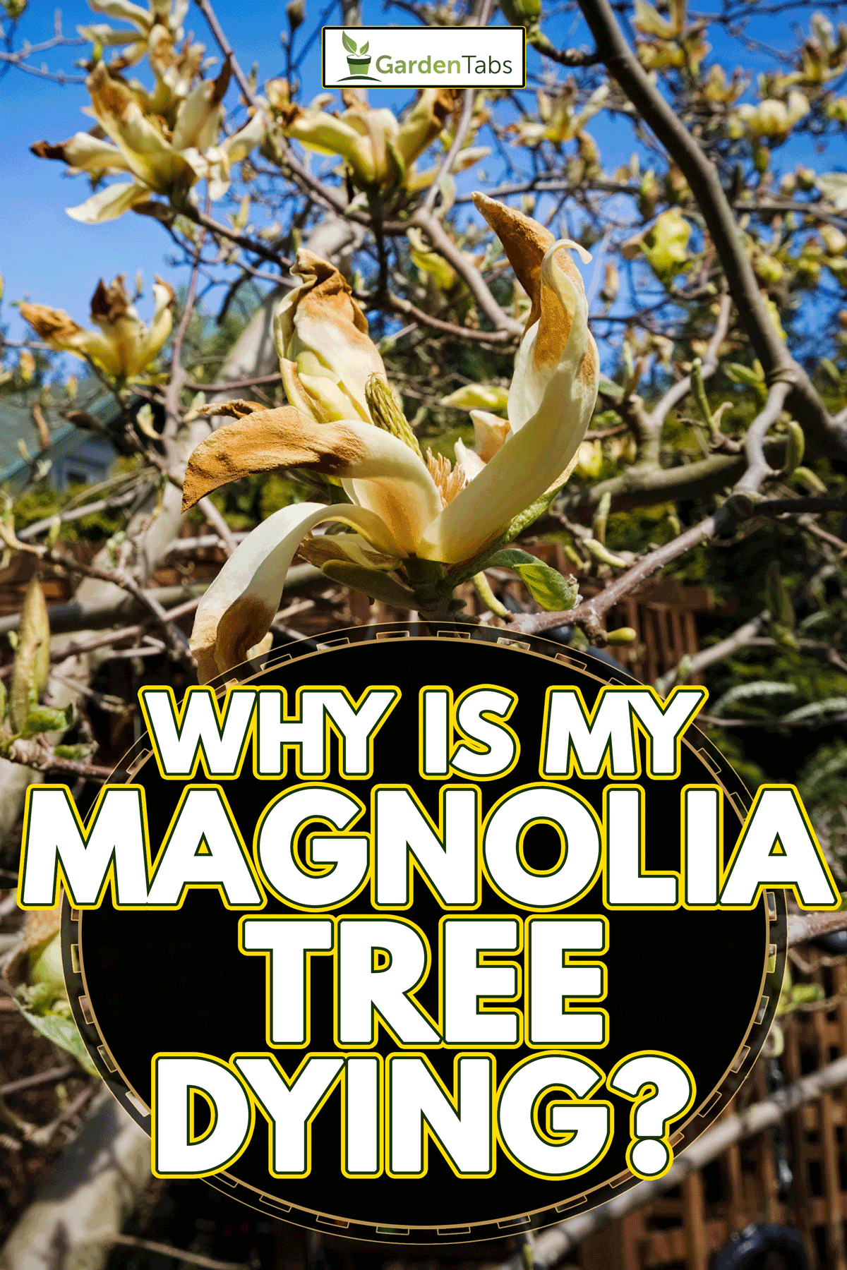 Why Is My Magnolia Tree Dying?